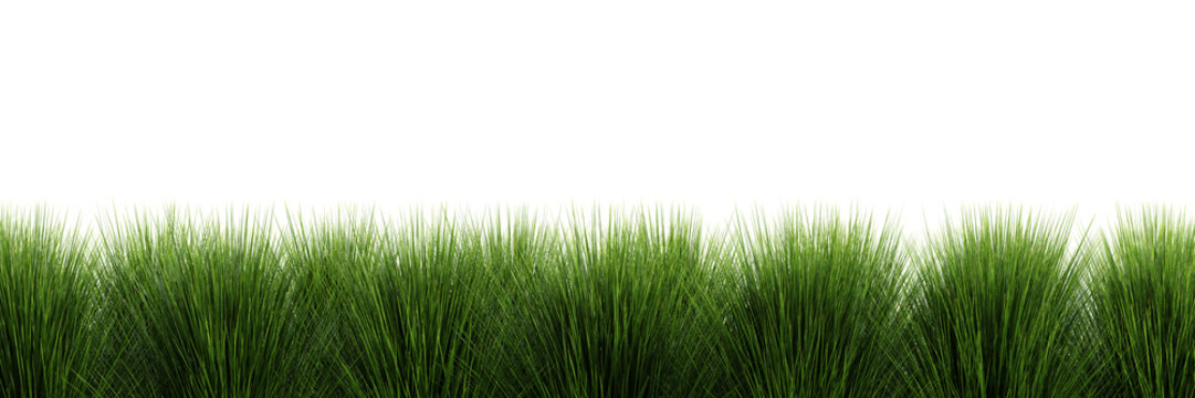 Dense green grass bushes isolated on transparent background 3d rendering png