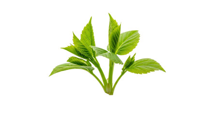 Vibrant green shoots emerging against pristine backdrop evoking themes of springtime and natural purity symbolizing growth and vitality in the plant