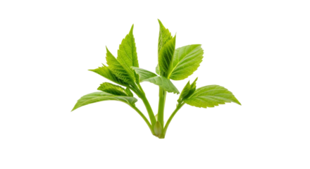 Vibrant green shoots emerging against pristine backdrop evoking themes of springtime and natural purity symbolizing growth and vitality in the plant