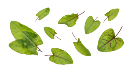 Floating verdant sorrel leaves create a botanical aesthetic on a clean white backdrop
