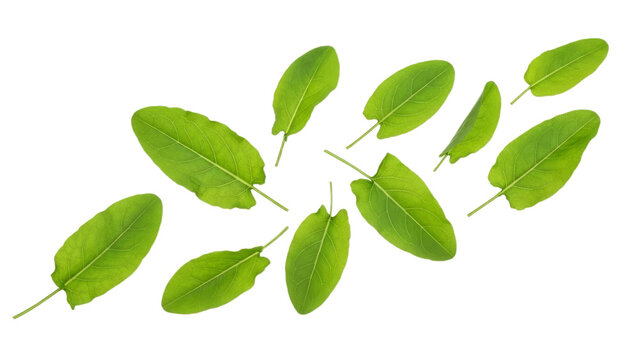 Isolated sorrel leaves present a fresh natural arrangement on a bright white canvas highlighting their vibrant color and texture for creative and