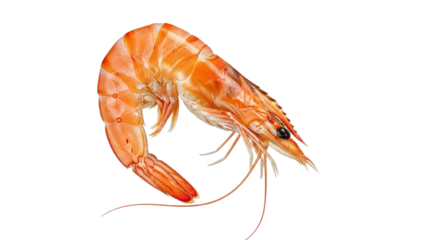Detailed studio shot of a single cooked tiger prawn showcasing vibrant orange hues and delicate textures, isolated on a white canvas showcasing