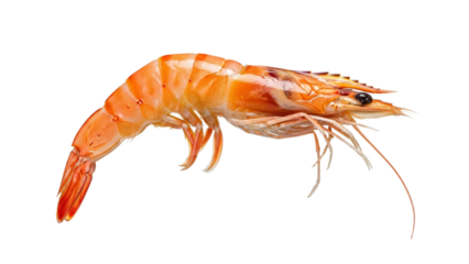 Isolated vibrant orange shrimp on a crisp white background, showcasing its detailed texture, evokes culinary delight for seafood dishes