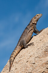 Spiny-tailed Iguana
