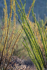 Ocotillo cactus leaves backlit against the sun and mountains