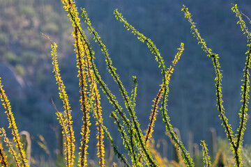 Ocotillo cactus leaves backlit against the sun and mountains