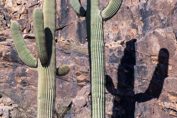Saguaro cacti and their shadows on a canyon wall