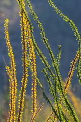 Ocotillo cactus leaves backlit against the sun and mountains