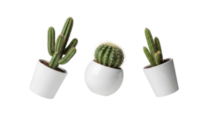 Minimalist display of three potted cacti on a white background creating a serene and modern aesthetic composition