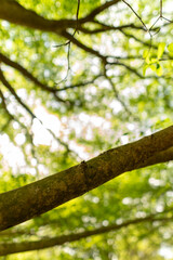 A set of upward-view photos capturing tree bark textures, tall trunks, and vibrant green leaves creating a lush canopy in a calm public park. Perfect for nature and background uses.