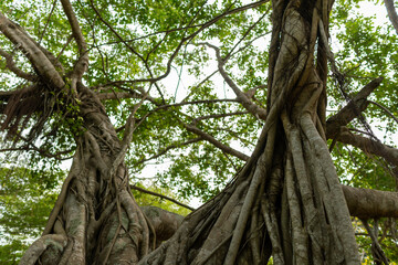 Fototapeta premium A set of upward-view photos capturing tree bark textures, tall trunks, and vibrant green leaves creating a lush canopy in a calm public park. Perfect for nature and background uses.
