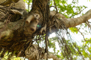 A set of upward-view photos capturing tree bark textures, tall trunks, and vibrant green leaves creating a lush canopy in a calm public park. Perfect for nature and background uses.