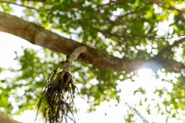A set of upward-view photos capturing tree bark textures, tall trunks, and vibrant green leaves creating a lush canopy in a calm public park. Perfect for nature and background uses.