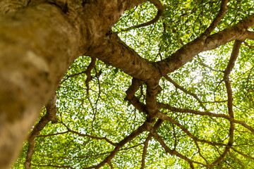 A set of upward-view photos capturing tree bark textures, tall trunks, and vibrant green leaves creating a lush canopy in a calm public park. Perfect for nature and background uses.