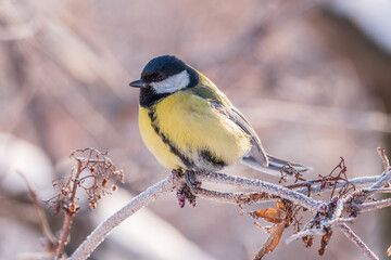 Naklejka premium Cute bird Great tit, songbird sitting on a branch without leaves in the autumn or winter.