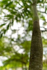 A set of upward-view photos capturing tree bark textures, tall trunks, and vibrant green leaves creating a lush canopy in a calm public park. Perfect for nature and background uses.