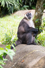 A colobus monkey sitting on a rock in a green forest environment. The primate has a distinctive black-and-white fur pattern and an alert expression. Vertical composition