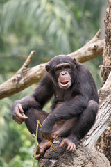 A chimpanzee or Pan troglodytes sitting on a rock, holding a twig with an expressive face. The primate has black fur and is surrounded by a lush green rainforest. Vertical composition