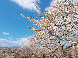 満開の白梅の花と爽やかな早春の青空