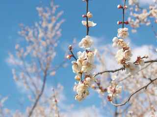 満開の白梅の花と爽やかな早春の青空