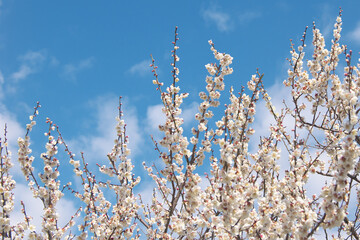 満開の白梅の花と爽やかな早春の青空