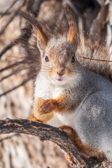 The squirrel sits on a branches without leaves in the winter or autumn