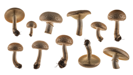 An Artistic Display of Forest Fungi: A Grouping of Various Mushroom Species Under a High Key Light Ambience