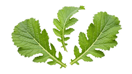 Vibrant mustard green leaves showcase their jagged edges against a stark white backdrop creating a visually striking composition