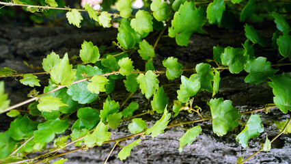 Ivy Vine Covering Rustic Tree Trunk
