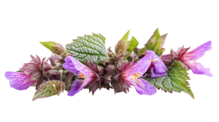 Dead nettles with purple and green leaves showcasing distinctive shape and natural appearance isolated on white background
