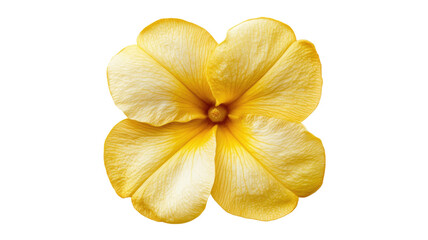 Fototapeta premium Allamanda yellow flower with vibrant petals and smooth texture showcasing natural beauty in full bloom isolated on white background