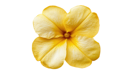 Allamanda yellow flower with vibrant petals and smooth texture showcasing natural beauty in full bloom isolated on white background