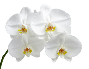 White Orchid Cluster on Curved Stem, Front-Facing Botanical Detail, Isolated on Transparent Background