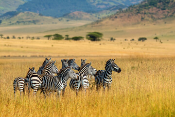 Obraz premium Herd of zebra standing on dry grass field