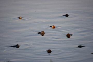 Rohu Fish Gulping Air at Water Surface in Freshwater Pond
