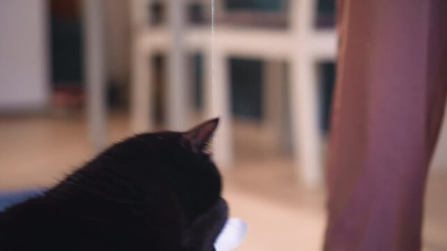 Black Feline Plays With Dangling Toy, Active Black Cat Engages With Floating Plaything Nearby, Lively Black Cat Interacts Enthusiastically With Suspended Toy As Owner Observes Close By