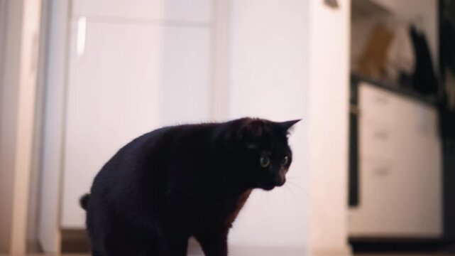 Spirited Black Cat Chasing Miniature Toy, Lively Black Feline Energetically Hitting Small Plaything Indoors, Vigorous Black Cat Enthusiastically Swatting Tiny Toy Within Cozy Home Environment