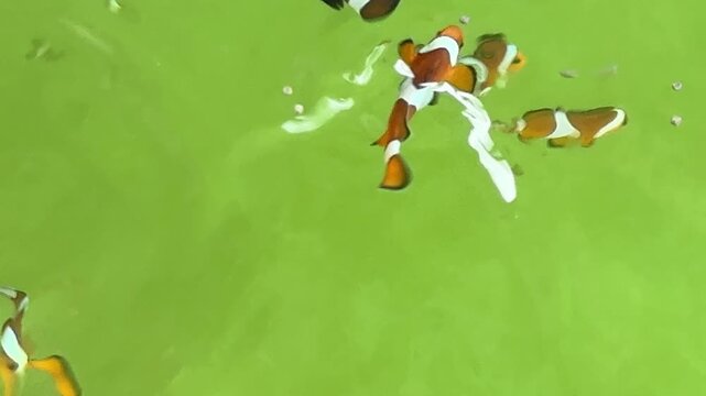 The colorful tiny sea fish are swimming in the fish tank.