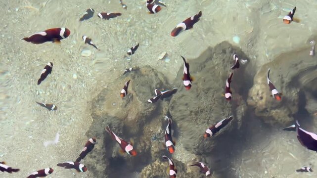 The colorful tiny sea fish are swimming in the fish tank.