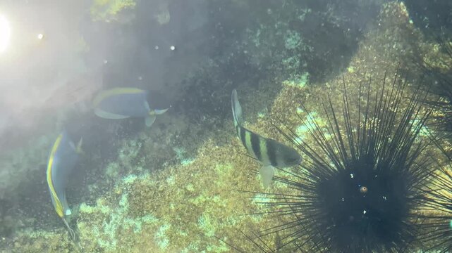 The colorful tiny sea fish are swimming in the fish tank.
