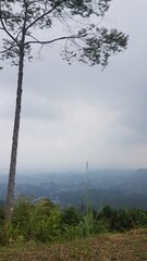 Single tall tree silhouette against a foggy valley and distant city. Misty mountain view from a hill with a solitary tree trunk and branches. Overcast day and hazy landscape 