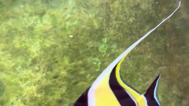 The colorful tiny sea fish are swimming in the fish tank.
