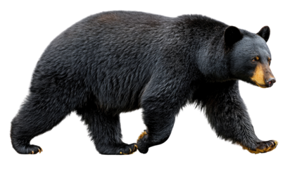 Majestic Black Bear's Stroll: A striking black bear strides confidently, showcasing its powerful form and captivating gaze. Its sleek coat, contrasted by the inviting natural setting.