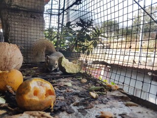 Squirrel eating fruit inside a cage with a shallow depth of field focusing on the animal. Captive rodent surrounded by food pieces like orange and avocado on a wooden surface. Cute wildlife portrait 