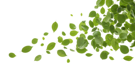 Scattered green leaves falling and swirling isolated on transparent background