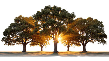 Obraz premium Golden Rays Through the Forest: Sunlight streams through the majestic canopy of a group of mature trees, casting an ethereal glow and highlighting the beauty of nature. 