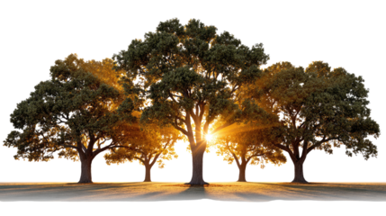 Golden Rays Through the Forest: Sunlight streams through the majestic canopy of a group of mature trees, casting an ethereal glow and highlighting the beauty of nature. 