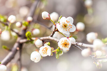 White blossom branches in soft focus create a delicate spring scene Demonstration Color of the Year 2026