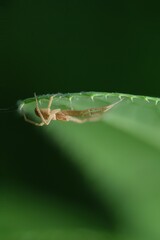 Macro of Spider hunting on a leaf