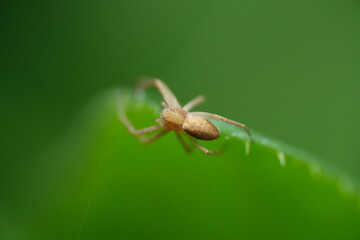 Macro of Spider hunting on a leaf